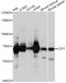Lymphocyte Cytosolic Protein 1 antibody, A5561, ABclonal Technology, Western Blot image 