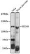 Protein transport protein Sec16B antibody, LS-C749665, Lifespan Biosciences, Western Blot image 