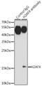 H2A Histone Family Member X antibody, LS-C746982, Lifespan Biosciences, Immunoprecipitation image 