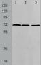 Protein Arginine Methyltransferase 5 antibody, TA323372, Origene, Western Blot image 