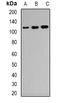 Complement C3d Receptor 2 antibody, orb382615, Biorbyt, Western Blot image 