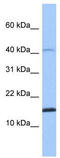 He2 antibody, TA335410, Origene, Western Blot image 