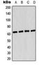 Protein Kinase AMP-Activated Catalytic Subunit Alpha 1 antibody, orb216180, Biorbyt, Western Blot image 
