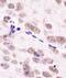 Aurora Kinase A antibody, NBP1-51843, Novus Biologicals, Immunohistochemistry frozen image 