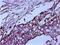 Mouse IgG antibody, 31430, Invitrogen Antibodies, Immunohistochemistry frozen image 