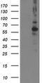 Protein Phosphatase, Mg2+/Mn2+ Dependent 1B antibody, MA5-25537, Invitrogen Antibodies, Western Blot image 
