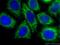 MPC2 antibody, 20049-1-AP, Proteintech Group, Immunofluorescence image 