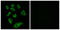 Cytochrome P450 2W1 antibody, LS-C119504, Lifespan Biosciences, Immunofluorescence image 