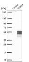 Protein Serine Kinase H1 antibody, NBP2-49105, Novus Biologicals, Western Blot image 