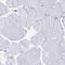 CD2 Cytoplasmic Tail Binding Protein 2 antibody, HPA041508, Atlas Antibodies, Immunohistochemistry frozen image 