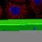 Cathepsin Z antibody, HPA049876, Atlas Antibodies, Immunofluorescence image 