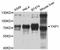 Yes Associated Protein 1 antibody, A11264, ABclonal Technology, Western Blot image 
