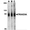 Ring Finger Protein 216 antibody, MBS151271, MyBioSource, Western Blot image 