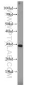 Placenta growth factor antibody, 10642-1-AP, Proteintech Group, Western Blot image 