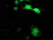 Sepiapterin Reductase antibody, LS-C172441, Lifespan Biosciences, Immunofluorescence image 
