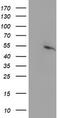 Peroxisome proliferator-activated receptor alpha antibody, TA503543, Origene, Western Blot image 