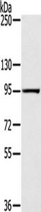 SLIT And NTRK Like Family Member 4 antibody, TA350426, Origene, Western Blot image 