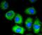 Vascular Cell Adhesion Molecule 1 antibody, NBP2-67292, Novus Biologicals, Immunofluorescence image 