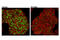 c-Myc antibody, 13987S, Cell Signaling Technology, Immunocytochemistry image 