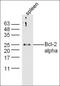 Zinc Finger Homeobox 3 antibody, orb155746, Biorbyt, Western Blot image 