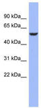 CUGBP Elav-Like Family Member 4 antibody, TA343893, Origene, Western Blot image 