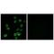 ATP Synthase Membrane Subunit C Locus 2 antibody, A12221, Boster Biological Technology, Immunohistochemistry frozen image 