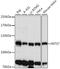 Integrator Complex Subunit 7 antibody, 16-439, ProSci, Western Blot image 