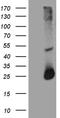 Regulator Of G Protein Signaling 17 antibody, TA811301S, Origene, Western Blot image 