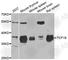 Transcription Factor 19 antibody, A6147, ABclonal Technology, Western Blot image 