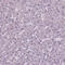 Membrane transport protein XK antibody, HPA019036, Atlas Antibodies, Immunohistochemistry frozen image 