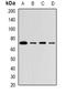 Zinc Finger And BTB Domain Containing 16 antibody, orb382130, Biorbyt, Western Blot image 