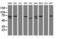 Coiled-Coil Domain Containing 93 antibody, LS-C788812, Lifespan Biosciences, Western Blot image 