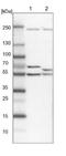 DEAD-Box Helicase 6 antibody, NBP1-83249, Novus Biologicals, Western Blot image 