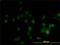 Diphthamide Biosynthesis 1 antibody, H00001801-M02, Novus Biologicals, Immunofluorescence image 