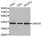 Serine And Arginine Rich Splicing Factor 5 antibody, abx004671, Abbexa, Western Blot image 