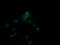 Amyloid P Component, Serum antibody, LS-C174244, Lifespan Biosciences, Immunofluorescence image 