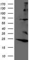 Ring Finger Protein 144B antibody, TA500706, Origene, Western Blot image 