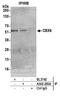 Chromobox 6 antibody, A302-283A, Bethyl Labs, Immunoprecipitation image 