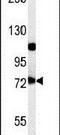 Ubiquitin carboxyl-terminal hydrolase 49 antibody, PA5-25840, Invitrogen Antibodies, Western Blot image 