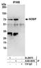 Nitric Oxide Synthase Interacting Protein antibody, A305-087A, Bethyl Labs, Immunoprecipitation image 