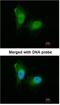 Proteasome 20S alpha 2 antibody, NBP1-31542, Novus Biologicals, Immunocytochemistry image 
