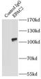 Rap Guanine Nucleotide Exchange Factor 4 antibody, FNab02794, FineTest, Immunoprecipitation image 