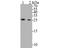 BCL2 Like 12 antibody, NBP2-80451, Novus Biologicals, Western Blot image 