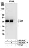 SET Nuclear Proto-Oncogene antibody, A302-261A, Bethyl Labs, Immunoprecipitation image 