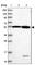 DEP Domain Containing 4 antibody, HPA039323, Atlas Antibodies, Western Blot image 