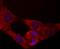 Mitochondrial Transcription Termination Factor 3 antibody, NBP2-75576, Novus Biologicals, Immunofluorescence image 