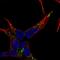 Protein kinase C-binding protein NELL2 antibody, HPA035714, Atlas Antibodies, Immunofluorescence image 