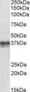 Forkhead Box I3 antibody, TA311183, Origene, Western Blot image 