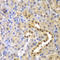 Lactoylglutathione lyase antibody, STJ23800, St John