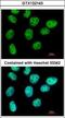 Zinc finger protein 503 antibody, GTX122143, GeneTex, Immunofluorescence image 